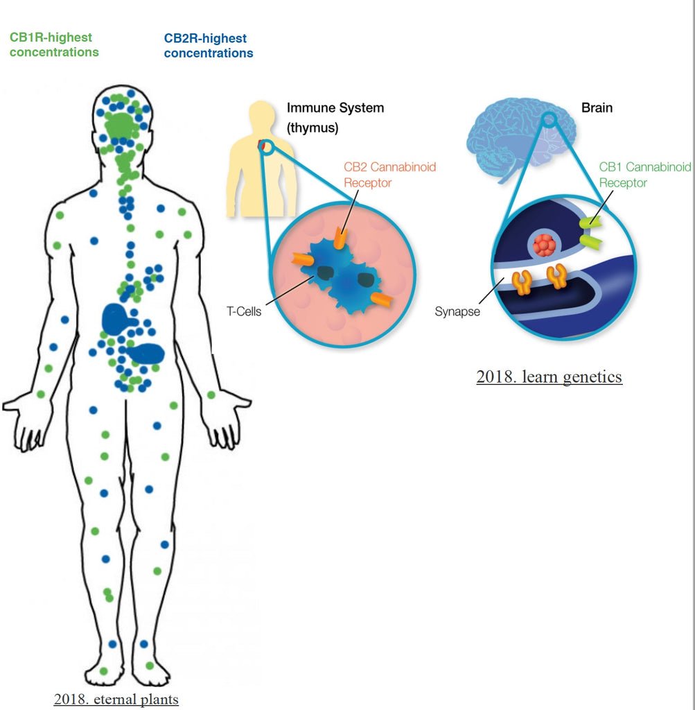 location of cb1 and cb2 receptors in the body