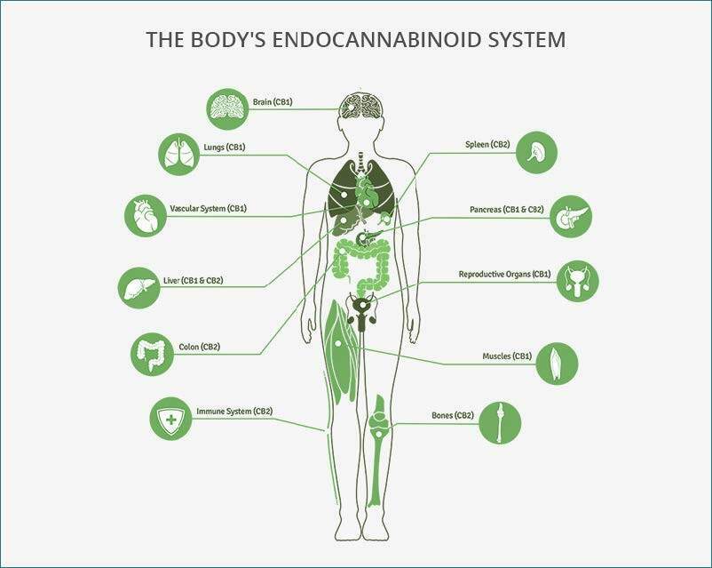 the endocannabinoid system