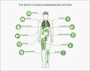 endocannibinoid system drawing