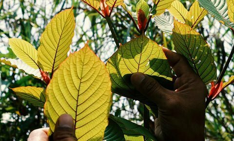 kratom leaves