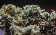 cbd flower in a pile