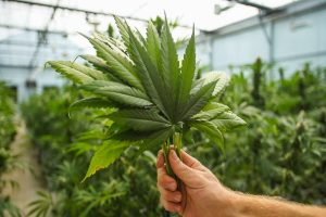 person holding several cbd plant leaves in a greenhouse